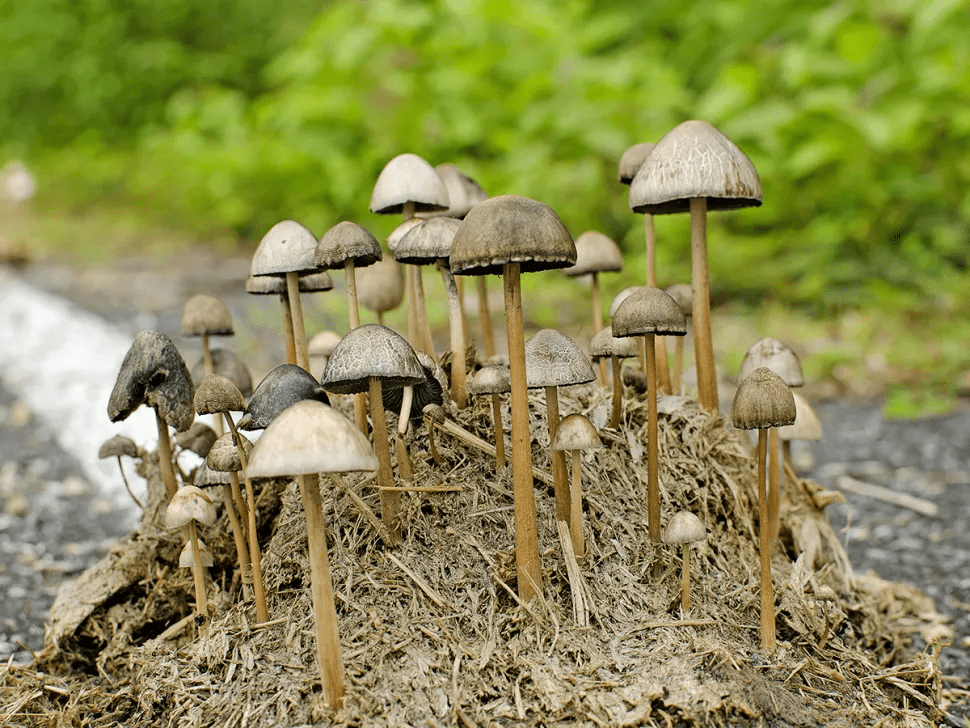 Le Guide Ultime Sur Le Champignon Magique Ou Champignons Hallucinogènes ...